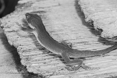 Close-up of lizard on wood
