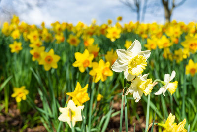 Close-up of yellow flowering plant on field