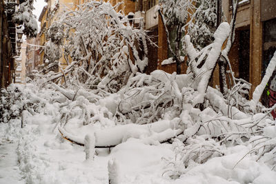 Snow covered land and trees