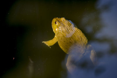 Close-up of fish swimming in sea