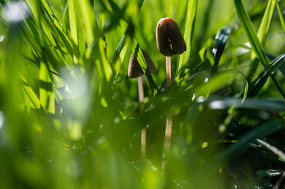 Close-up of dew on plant