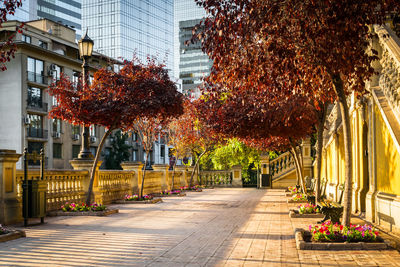 Trees in city