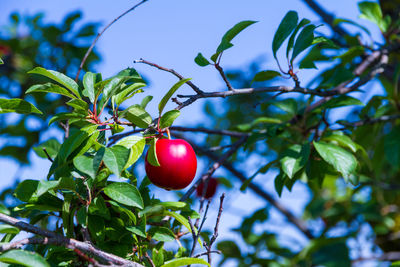 Close-up of red berries growing on tree