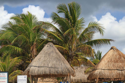 Huts with thatched roofs against palm trees