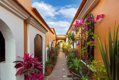 Potted plants outside house