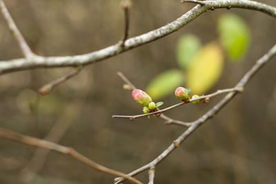 Close-up of red flowering plant