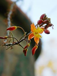 Close-up of red flower