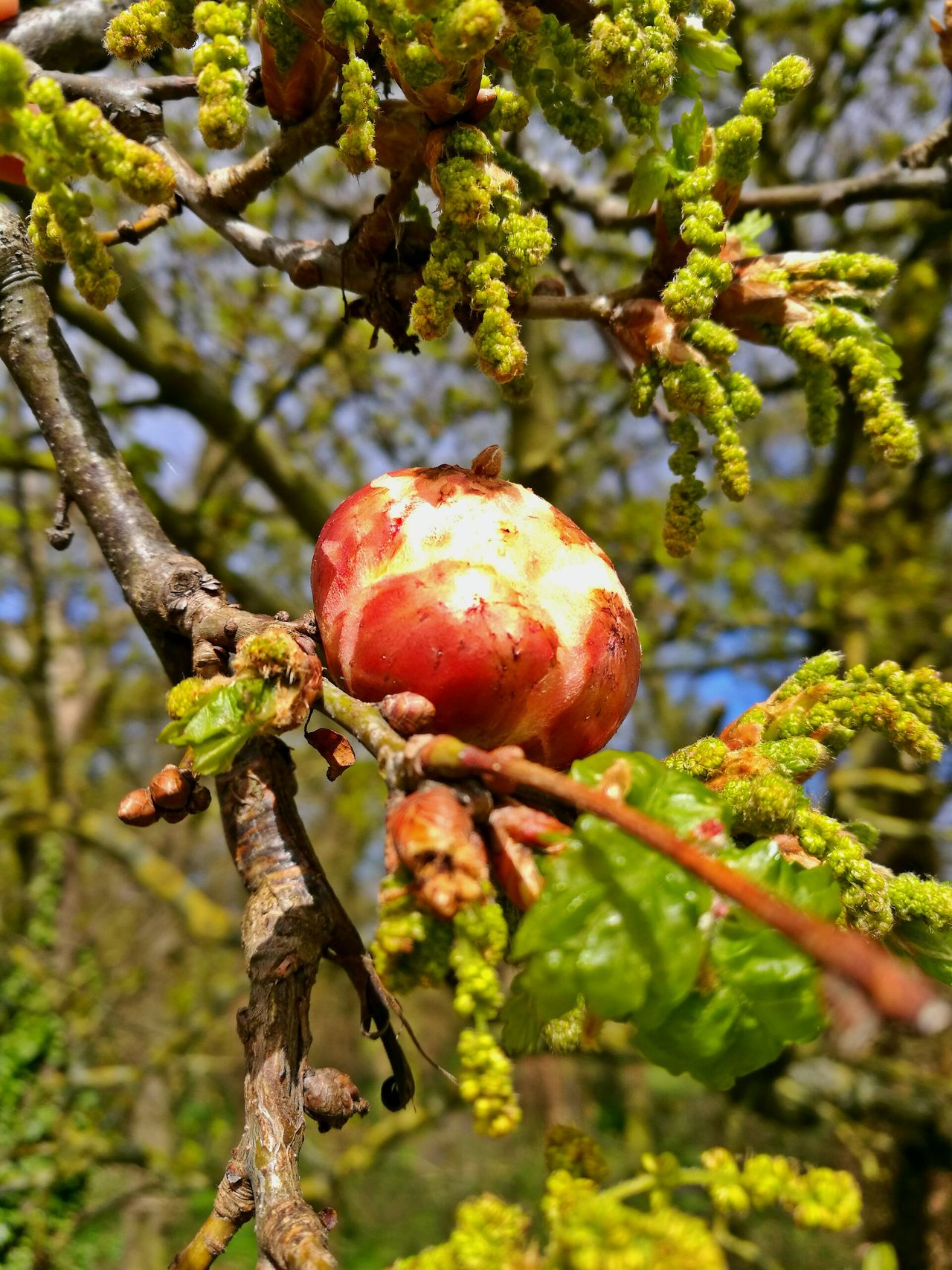 Spring bud tree