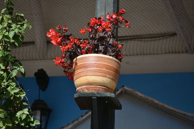 Low angle view of plant