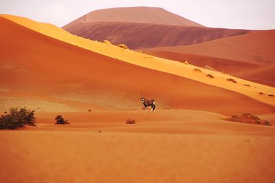 Scenic view of desert against clear sky