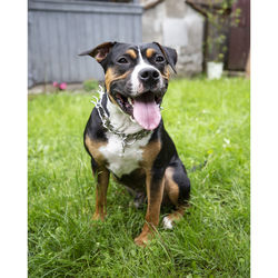 Portrait of dog on field