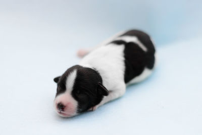 Close-up of a sleeping puppy