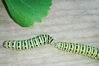 Close-up of lizard