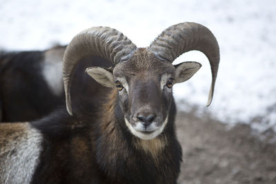 Close-up of goat