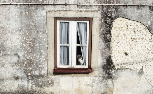 Cat on window of old house 