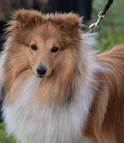 Close-up portrait of a dog