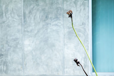 Close-up of insect flying against wall