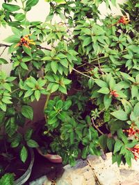 Close-up of fresh green plant