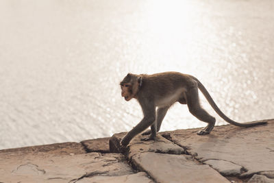 Side view of a monkey on the ground