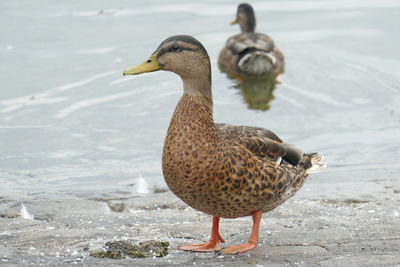 Close-up of mallard ducks at lakeshore