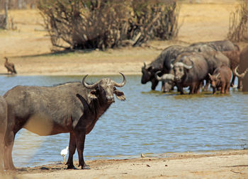 Sheep standing in a water