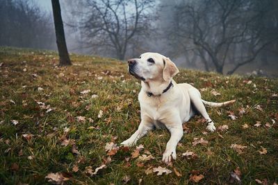 Full length of dog sitting on land at park