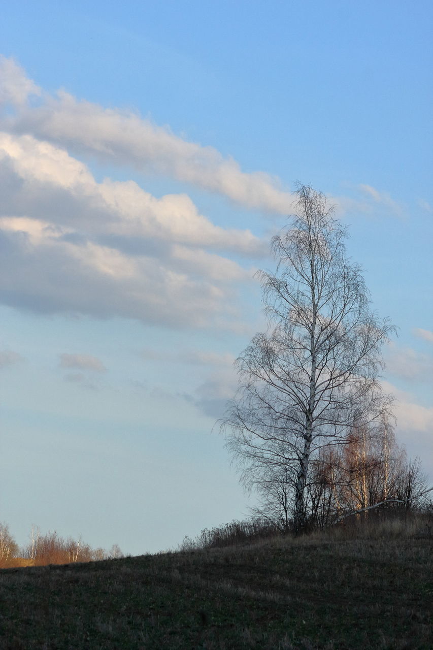 SCENIC VIEW OF BARE TREES ON FIELD AGAINST SKY