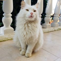 White cat looking away