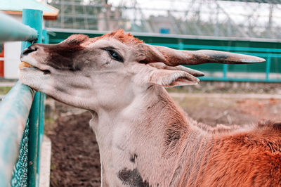 Close-up of a common canna in the zoo. the largest antelope species found in east and south africa.