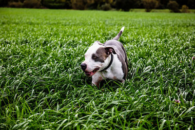 View of dog on grass