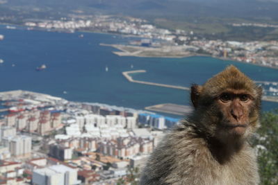 Portrait of a monkey in city