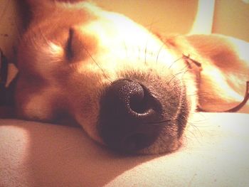 Close-up portrait of dog sleeping