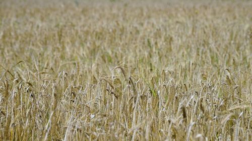 Full frame shot of wheat field