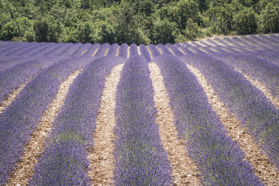 Full frame shot of lavender growing on field