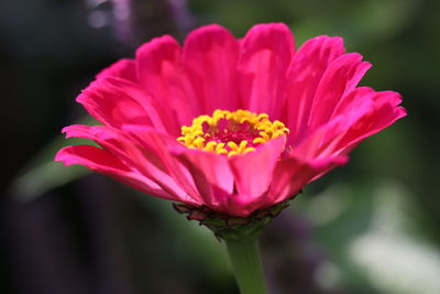 Close-up of pink flower