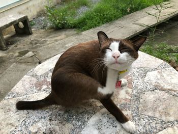 High angle portrait of cat sitting outdoors