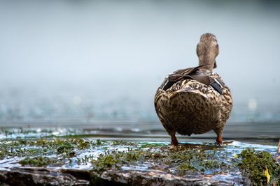 Mallard duck on the lake