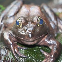 Close-up of turtle
