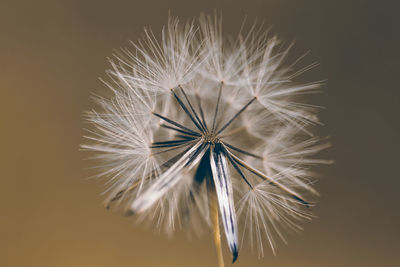 Close-up of dandelion against white background