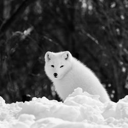 Portrait of white cat on snow covered land