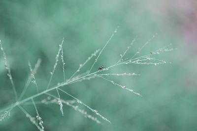 Close-up of plant growing on field