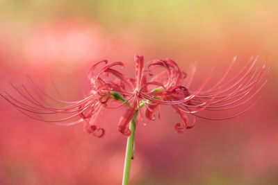 Close-up of wilted plant