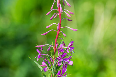 Close-up of pink flowering plant