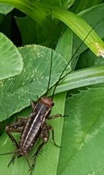 Close-up of insect on leaf