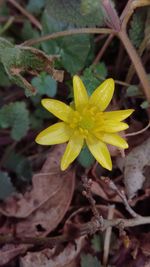 Close-up of yellow flower