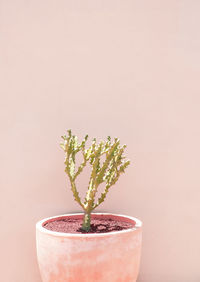 Cacti in pots. minimal floral botanical aesthetic wallpaper. beige colours trends