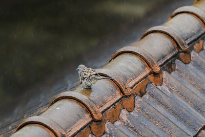 Bird perching on tiled roof during rainy season