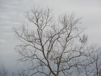Low angle view of bare tree against sky