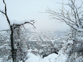 Close-up of snow on tree against sky