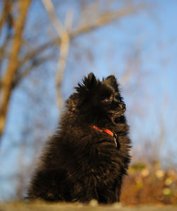 Close-up of black dog against sky